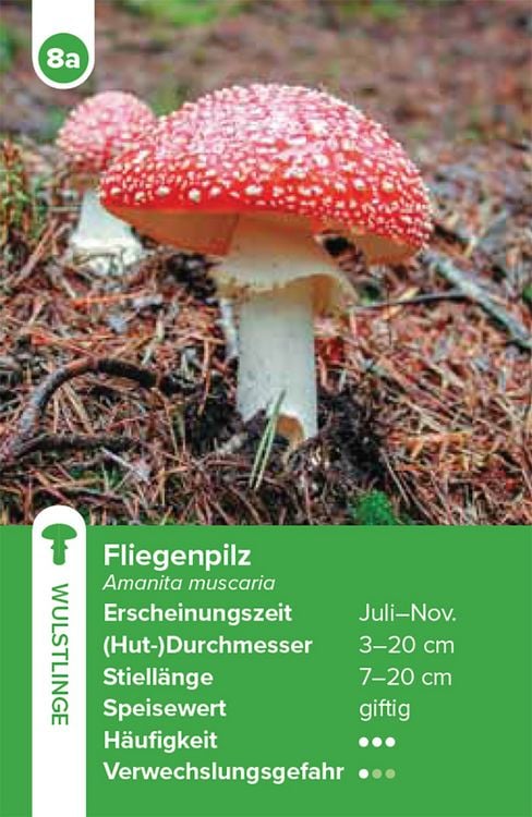 Produktbild: Einheimische Pilze &ndash; das Quartett-Spiel