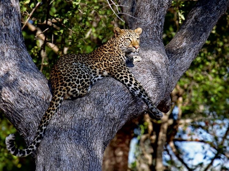 Produktbild: CALVENDO Puzzle Leopard im Baum, Afrika | 1000 Teile Lege-Gr&ouml;&szlig;e 64x48cm Foto-Puzzle f&uuml;r gl&uuml;ckliche Stunden
