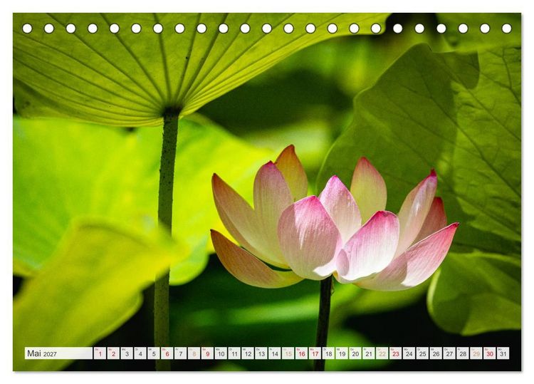 Produktbild: Trauminseln der Welt - Mauritius (Tischkalender 2027 DIN A5 quer), CALVENDO Monatskalender