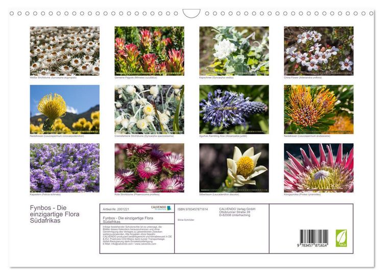 Produktbild: Fynbos - Die einzigartige Flora S&uuml;dafrikas (Wandkalender 2026 DIN A3 quer), CALVENDO Monatskalender