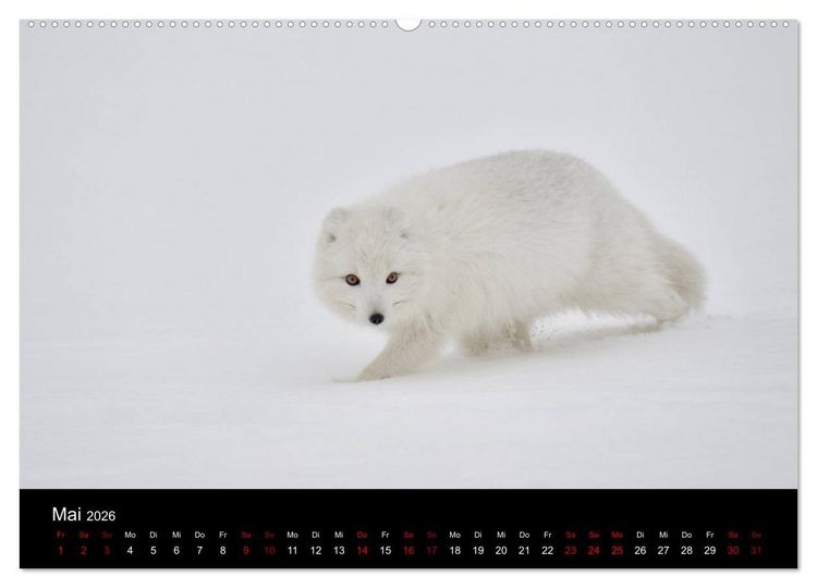 Produktbild: Polarfuchsstudien Wildlife (hochwertiger Premium Wandkalender 2026 DIN A2 quer), Kunstdruck in Hochglanz