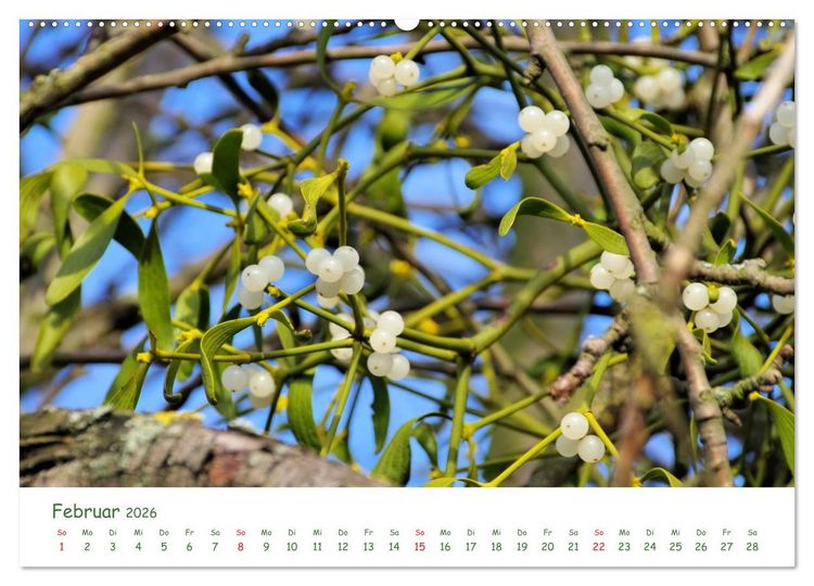 Produktbild: Arzneipflanzen (Wandkalender 2026 DIN A2 quer), CALVENDO Monatskalender