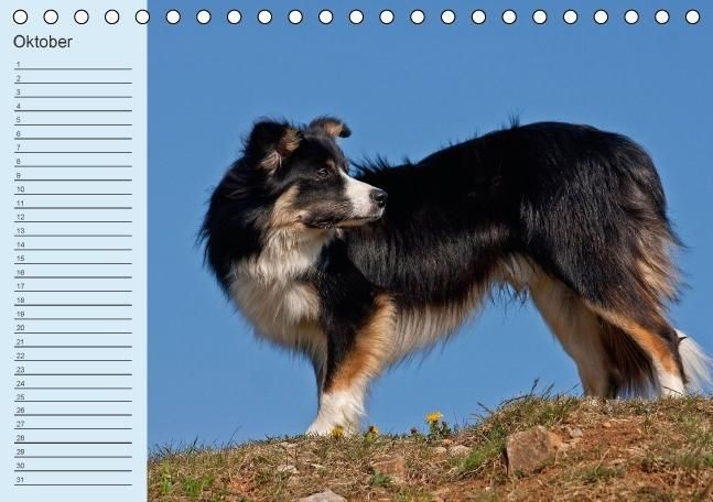 Produktbild: Der Border Collie Geburtstagskalender (Tischkalender immerw&auml;hrend DIN A5 quer)