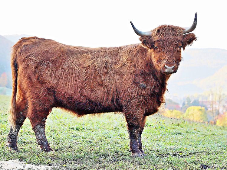 Produktbild: CALVENDO Puzzle Highland Cattle, die Hochlandrinder aus Pfeffingen 1000 Teile Lege-Gr&ouml;&szlig;e 64 x 48 cm Foto-Puzzle Bild von G&uuml;nther Geiger