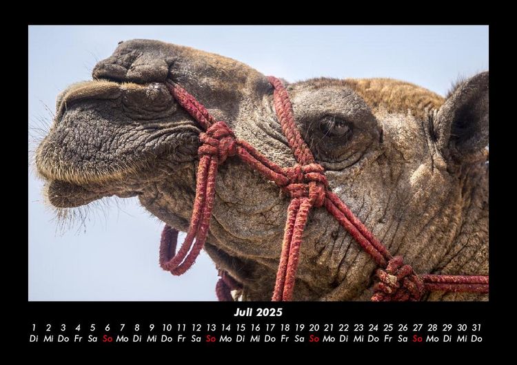 Produktbild: Zoobewohner 2025 Fotokalender DIN A3