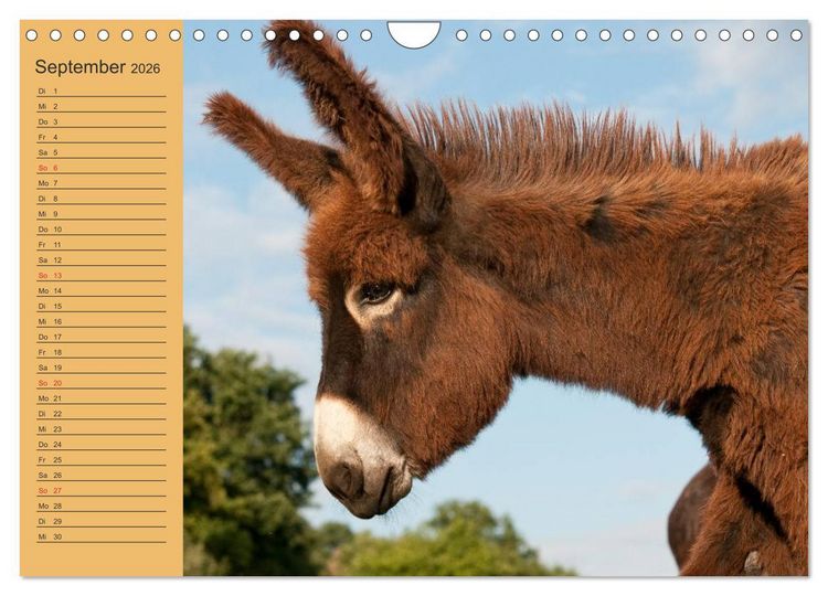 Produktbild: Gro&szlig;esel an der Loreley (Wandkalender 2026 DIN A4 quer), CALVENDO Monatskalender