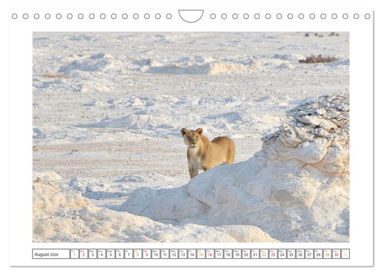 Produktbild: African Big Cats (Wall Calendar 2026 DIN A4 landscape), CALVENDO 12 Month Wall Calendar