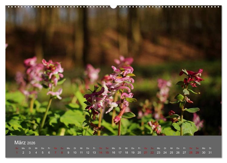 Produktbild: Wahner Heide - Aussichten und Begegnungen (Wandkalender 2026 DIN A2 quer), CALVENDO Monatskalender