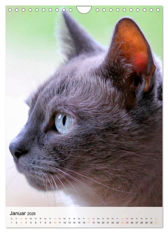 Produktbild: Katzen - s&uuml;&szlig; und kuschelig (Wandkalender 2026 DIN A4 hoch), CALVENDO Monatskalender