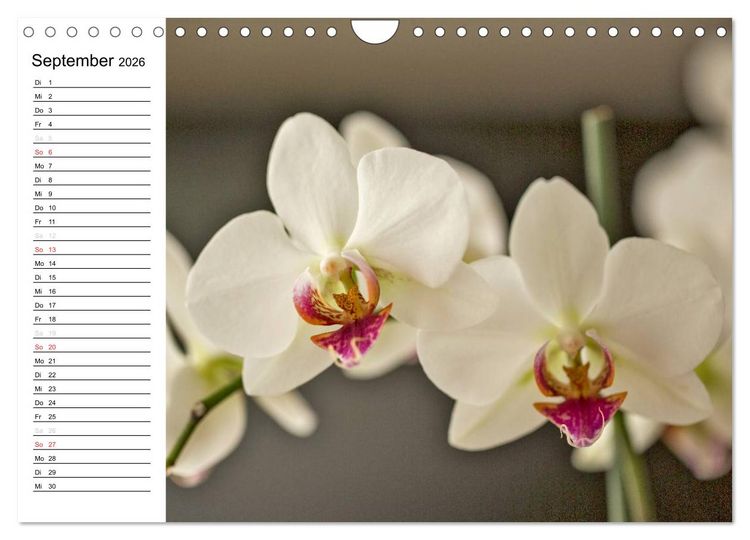 Produktbild: Bl&uuml;tenzauber Orchideen (Wandkalender 2026 DIN A4 quer), CALVENDO Monatskalender