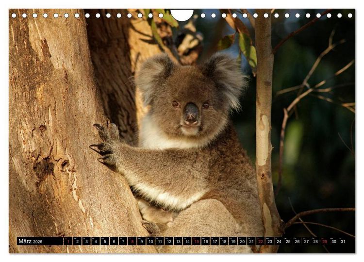 Produktbild: Kangaroo Island (Wandkalender 2026 DIN A4 quer), CALVENDO Monatskalender