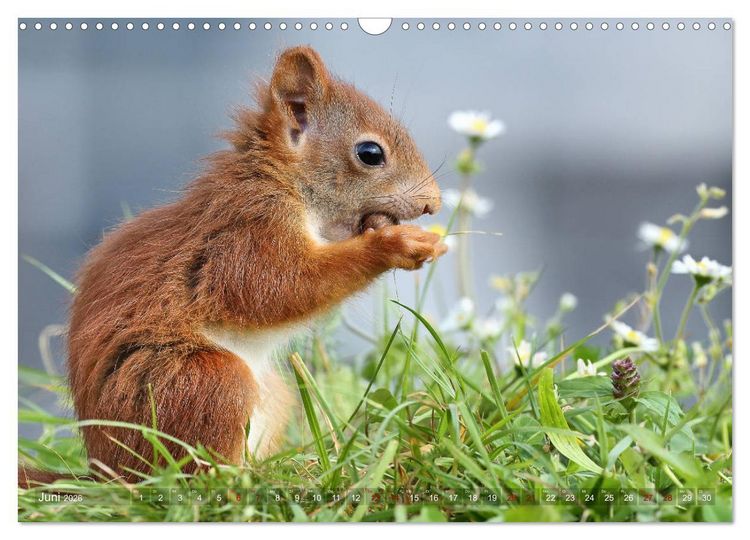 Produktbild: Eichh&ouml;rnchen Momentaufnahmen f&uuml;rs Herz (Wandkalender 2026 DIN A3 quer), CALVENDO Monatskalender