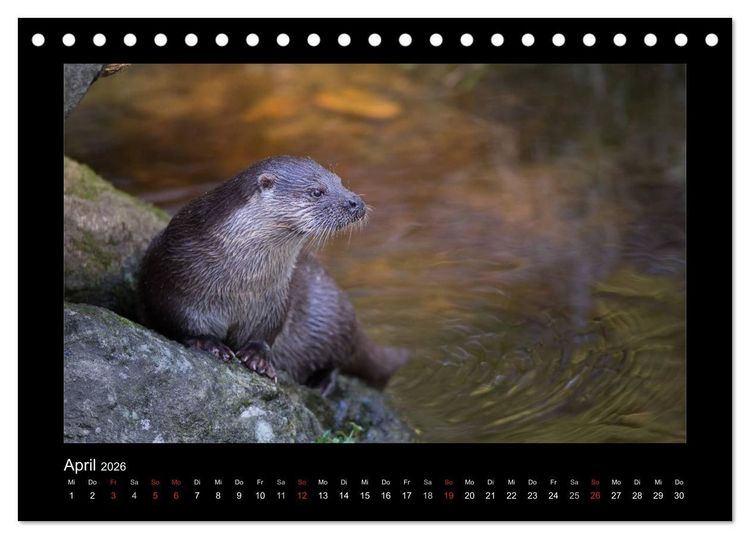 Produktbild: Wolf, Luchs und Co. - Tierbilder aus dem Bayerischen Wald (Tischkalender 2026 DIN A5 quer), CALVENDO Monatskalender