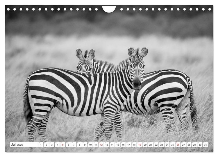 Produktbild: Emotionale Momente: Zebras - black & white. (Wandkalender 2026 DIN A4 quer), CALVENDO Monatskalender