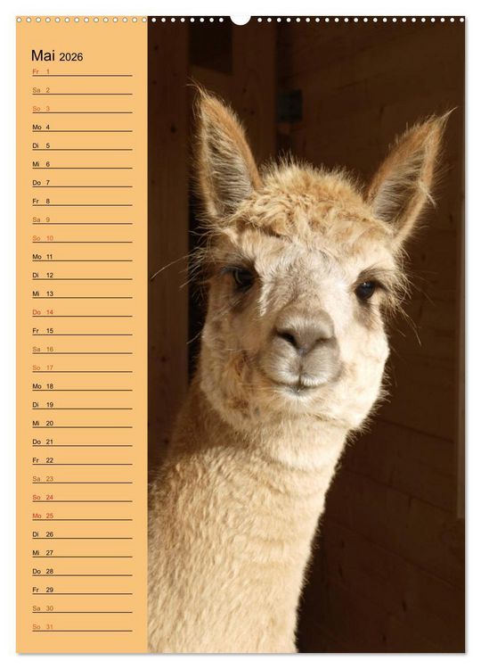 Produktbild: Alpakas zum Knuddeln gerne (Wandkalender 2026 DIN A2 hoch), CALVENDO Monatskalender