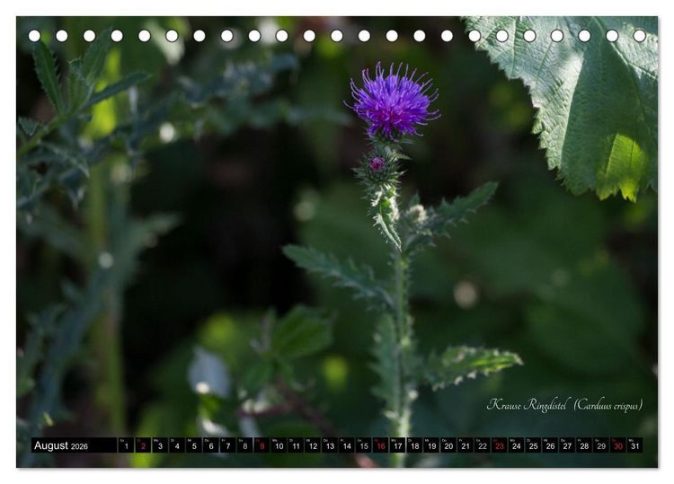 Produktbild: Zierbilder der Natur BLUMEN (Tischkalender 2026 DIN A5 quer), CALVENDO Monatskalender