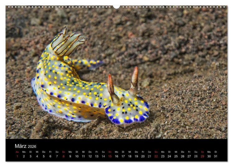 Produktbild: Unterwasserwelt Nacktschnecken (hochwertiger Premium Wandkalender 2026 DIN A2 quer), Kunstdruck in Hochglanz