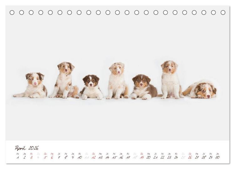 Produktbild: Wunderbare Australian Shepherds (Tischkalender 2026 DIN A5 quer), CALVENDO Monatskalender