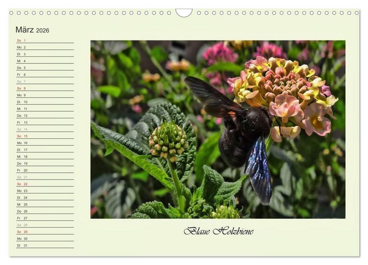 Produktbild: Blaue Holzbiene &ndash; Hummel &ndash; und Taubenschw&auml;nzchen. (Wandkalender 2026 DIN A3 quer), CALVENDO Monatskalender