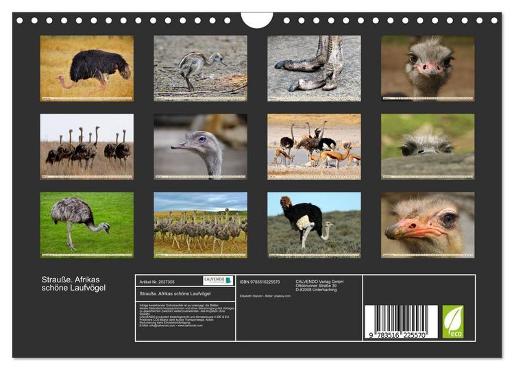 Produktbild: Strau&szlig;e. Afrikas sch&ouml;ne Laufv&ouml;gel (Wandkalender 2026 DIN A4 quer), CALVENDO Monatskalender