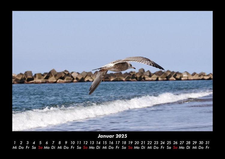Produktbild: M&ouml;wen 2025 Fotokalender DIN A3