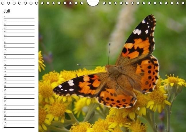 Produktbild: Heimische Schmetterlinge / Geburtstagskalender (Wandkalender immerw&auml;hrend DIN A4 quer)