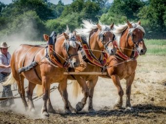 Produktbild: CALVENDO Puzzle Feldarbeit zu Pferde | 1000 Teile Lege-Gr&ouml;&szlig;e 64x48cm Foto-Puzzle f&uuml;r gl&uuml;ckliche Stunden