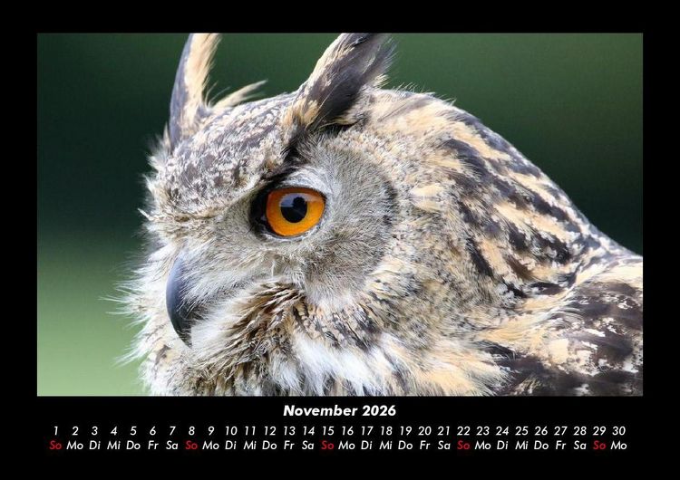 Produktbild: Tiere in der Wildnis 2026 Fotokalender DIN A3