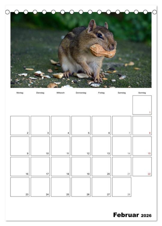 Produktbild: Streifenh&ouml;rnchen - neugierige Nager (Tischkalender 2026 DIN A5 hoch), CALVENDO Monatskalender