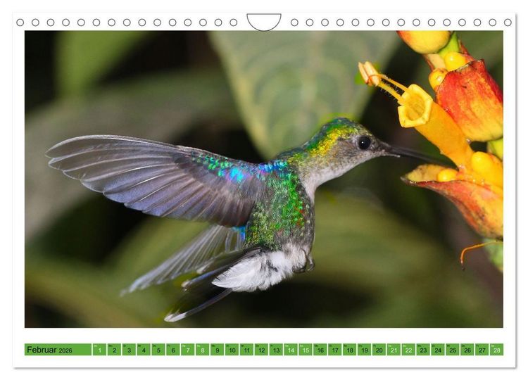 Produktbild: Kolibris; Anmut, Sch&ouml;nheit, Farben (Wandkalender 2026 DIN A4 quer), CALVENDO Monatskalender