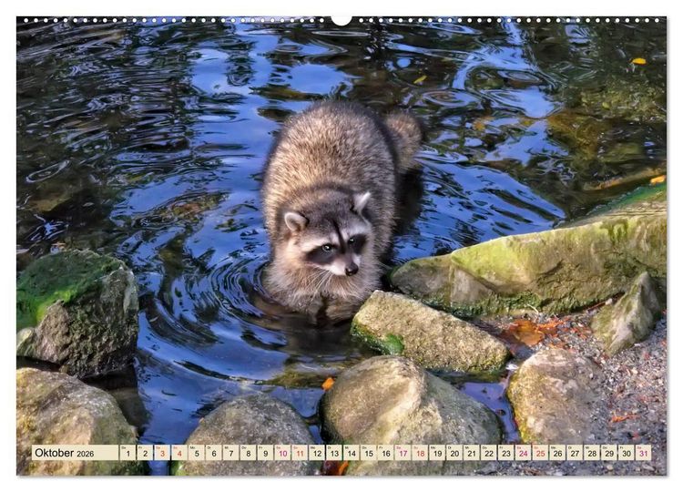 Produktbild: Waschb&auml;r - Niedlicher Allesfresser (hochwertiger Premium Wandkalender 2026 DIN A2 quer), Kunstdruck in Hochglanz