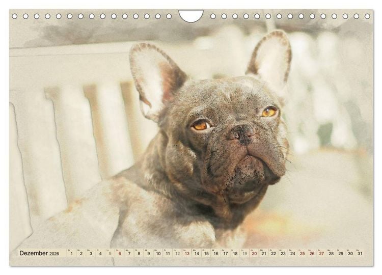 Produktbild: Franz&ouml;sische Bulldoggen 2026 (Wandkalender 2026 DIN A4 quer), CALVENDO Monatskalender