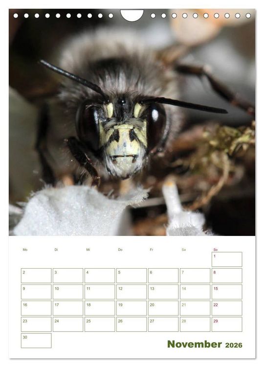 Produktbild: Wildbienen-Terminplaner 2026 (Wandkalender 2026 DIN A4 hoch), CALVENDO Monatskalender