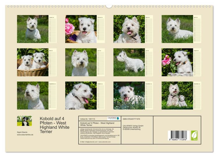 Produktbild: Kobold auf 4 Pfoten - West Highland White Terrier (hochwertiger Premium Wandkalender 2026 DIN A2 quer), Kunstdruck in Hochglanz