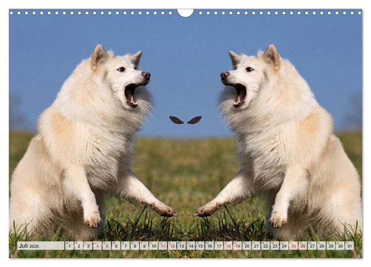 Produktbild: Mit doppelter Power durch das Jahr (Wandkalender 2026 DIN A3 quer), CALVENDO Monatskalender