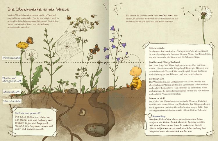 Produktbild: Die kleine Hummel Bommel entdeckt die Wiese