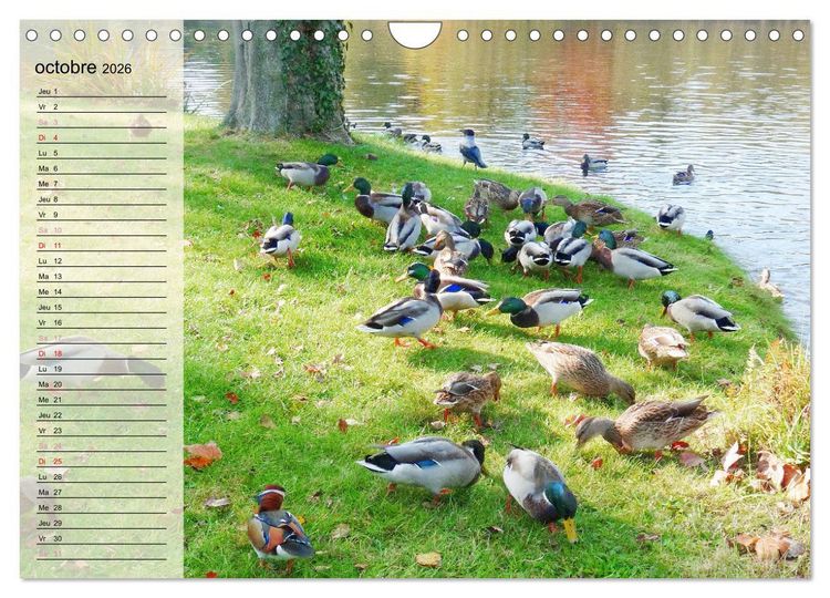 Produktbild: La vie paisible des canards (Calendrier mural 2026 DIN A4 vertical), CALVENDO calendrier mensuel