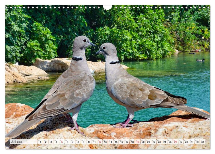 Produktbild: Wer gurrt denn da? (Wandkalender 2026 DIN A3 quer), CALVENDO Monatskalender
