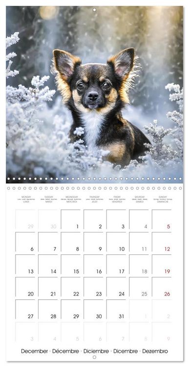 Produktbild: Chihuahuas - Companions for the Whole Year (Wall Calendar 2027 12 &times; 12 Inch) CALVENDO 12 Month Wall Calendar