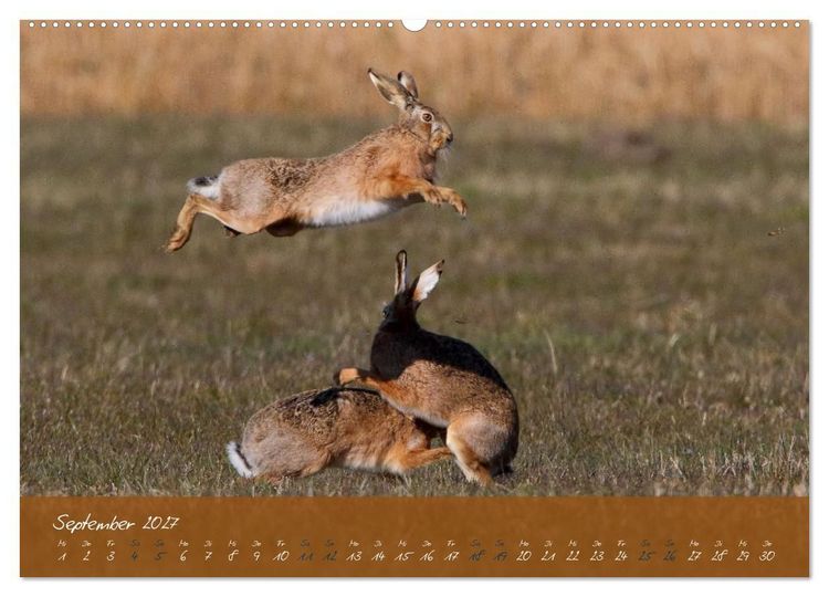 Produktbild: Feldhasen in H&ouml;chstform (hochwertiger Premium Wandkalender 2027 DIN A2 quer), Kunstdruck in Hochglanz