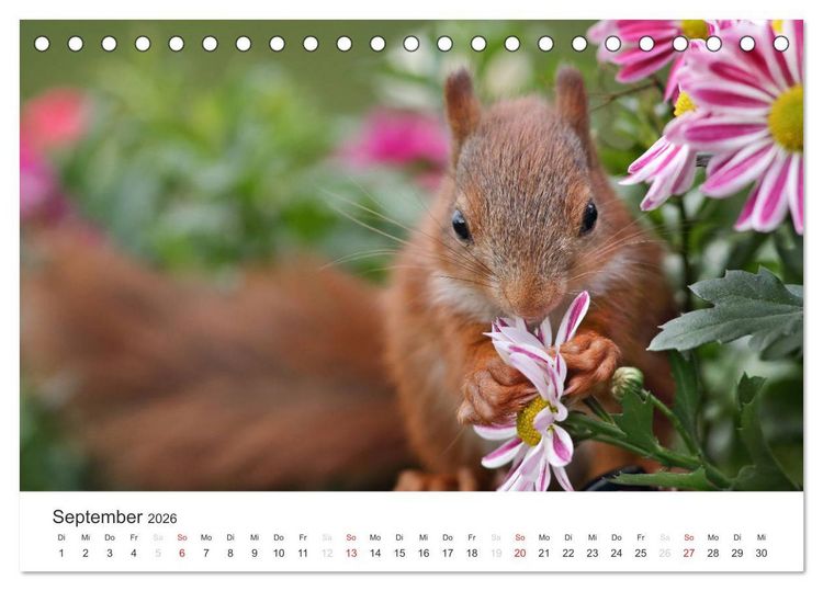 Produktbild: Eichh&ouml;rnchen Kinder (Tischkalender 2026 DIN A5 quer), CALVENDO Monatskalender