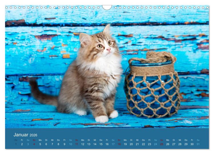 Produktbild: Verspielte Ragdolls - Sanfte Katzen in seidigem Haarkleid (Wandkalender 2026 DIN A3 quer), CALVENDO Monatskalender