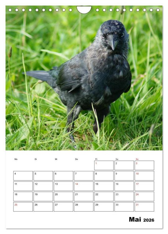 Produktbild: Rabenv&ouml;gel Terminplaner (Wandkalender 2026 DIN A4 hoch), CALVENDO Monatskalender