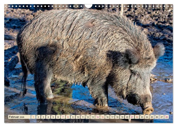 Produktbild: Unverwechselbar - Wildschwein (Wandkalender 2026 DIN A3 quer), CALVENDO Monatskalender