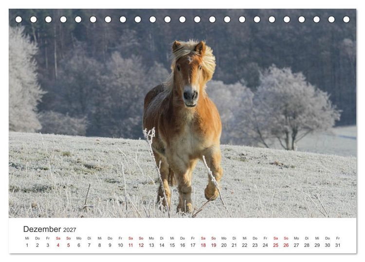 Produktbild: Haflinger - blonde Sch&ouml;nheiten (Tischkalender 2027 DIN A5 quer), CALVENDO Monatskalender
