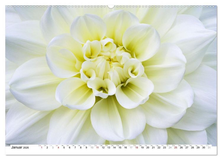 Produktbild: Dahlien-Kronen (Wandkalender 2026 DIN A2 quer), CALVENDO Monatskalender