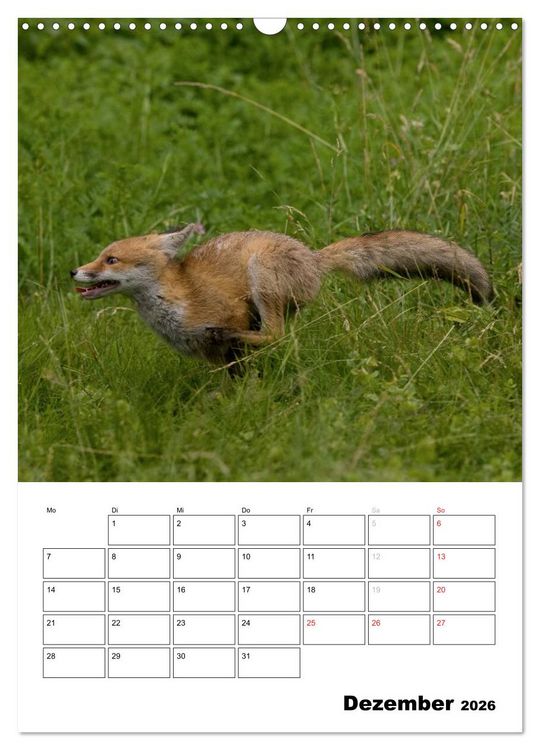 Produktbild: Rotfuchs - Impressionen (Wandkalender 2026 DIN A3 hoch), CALVENDO Monatskalender