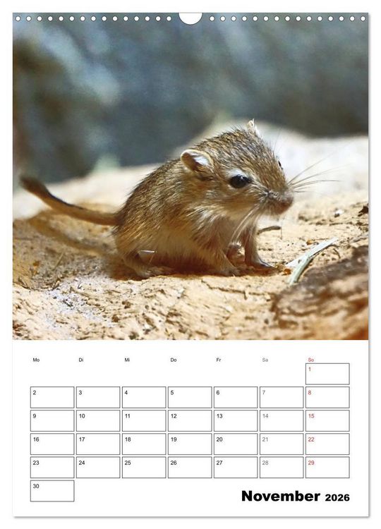 Produktbild: Mongolische Rennm&auml;use (Wandkalender 2026 DIN A3 hoch), CALVENDO Monatskalender