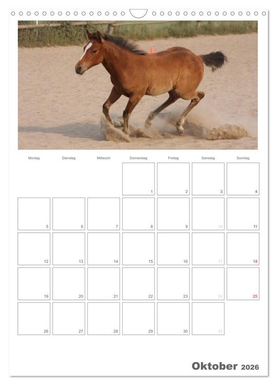 Produktbild: Fohlen und Jungpferde (Wandkalender 2026 DIN A3 hoch), CALVENDO Monatskalender