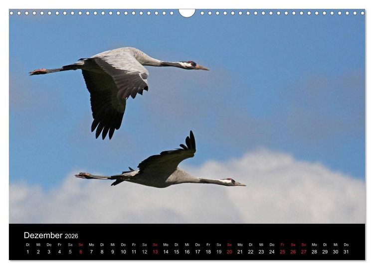 Produktbild: Kranich-Land Brandenburg (Wandkalender 2026 DIN A3 quer), CALVENDO Monatskalender